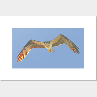 Osprey Posters and Art